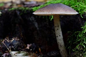 Ein Pilz