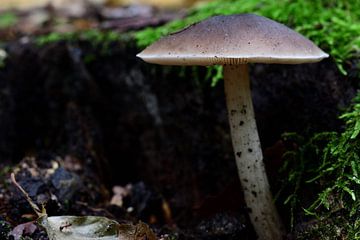 Een paddenstoel van Gerard de Zwaan