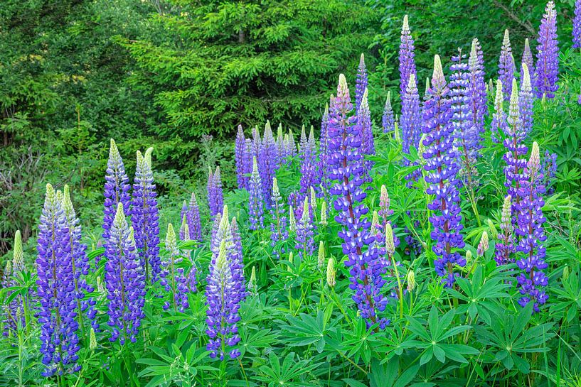 Flowering lupins by Markus Lange