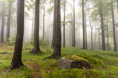 Beukenbos met mist