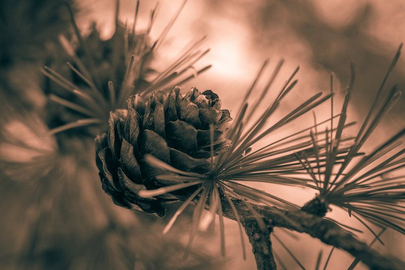 L'automne toute l'année par JacQ
