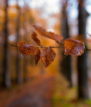 The warm colours of autumn by Marloes ten Brinke