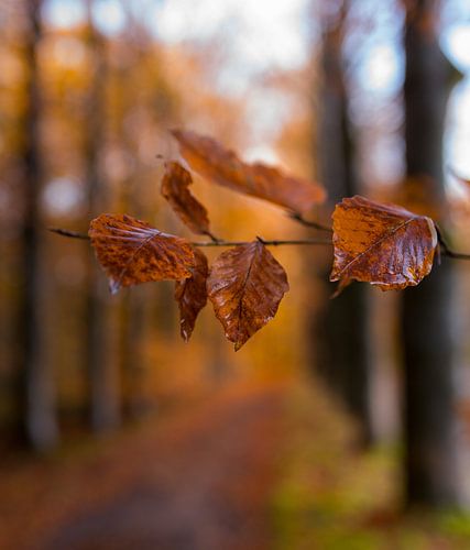 De warme kleuren van de herfst