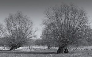 Kopfweiden am Niederrhein