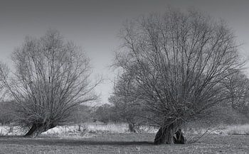 Pollarded willows on the Lower Rhine