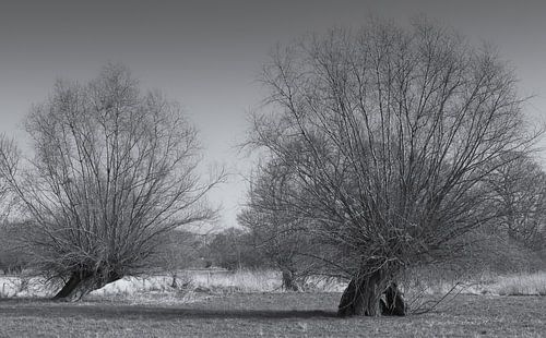 Knotwilgen aan de Nederrijn