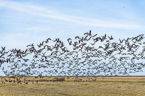 Aufgeregte Gänse im friesischen Gebiet außerhalb der Deiche "Het Noorderleeg" von Harrie Muis
