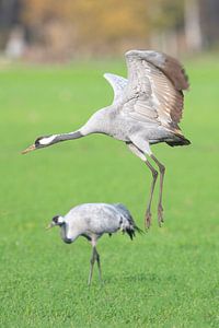 Grue dansant dans un champ pendant la migration d'automne sur Sjoerd van der Wal Photographie