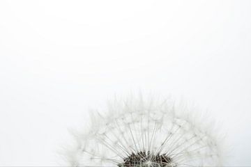 Löwenzahnflaum vor einem weißen Hintergrund. von Maerten Prins