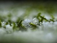 Diamanten im Wald.