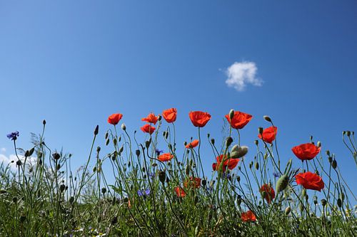 Kleine wolk