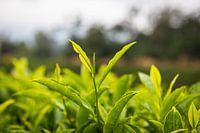 Tea plantation