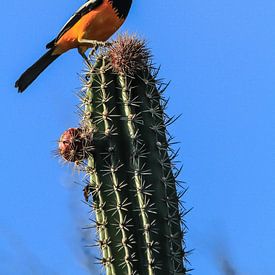 Oranger Raufbold, Singvogel, taucht in Kolumbien, Venezuela und auf den ABC-Inseln auf. von Ruurd van der Meulen