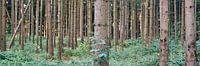 Panorama Forest Germany
