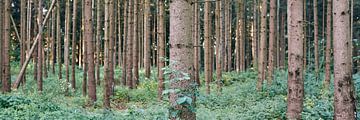 Panorama Bos Duitsland van Lampe Productions