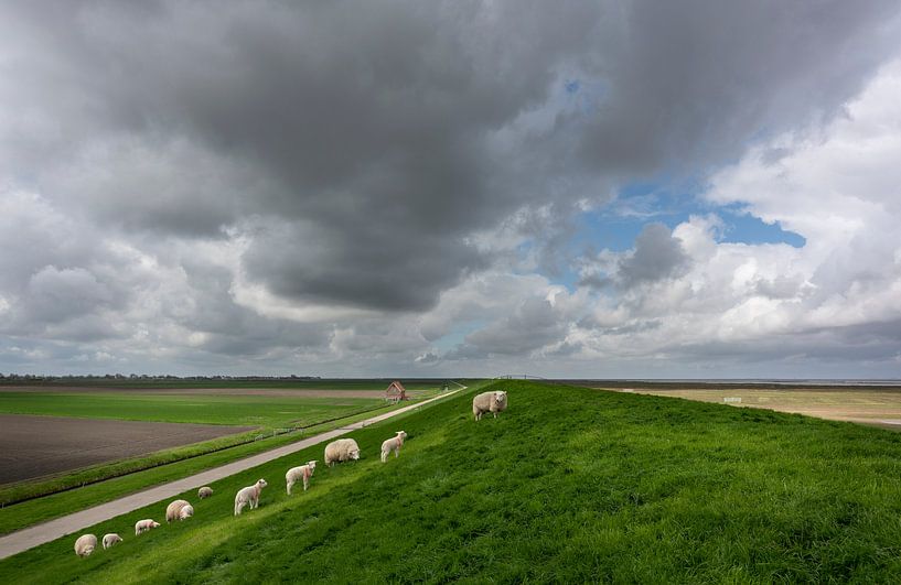 Waddendijk met schapen en lammeren van Bo Scheeringa Photography