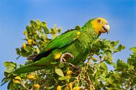Gelbflügel-Amazonen-Papagei sitzt in grüner Baumkrone von Ben Schonewille Miniaturansicht