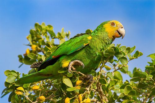 Perroquet à ailes jaunes en cime d'arbre verte