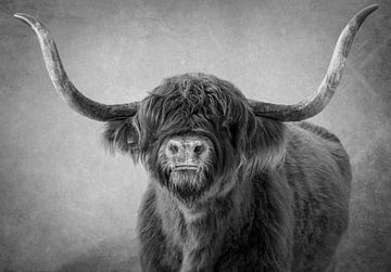 Schotse Hooglander: portret in zwart-wit van Marjolein van Middelkoop