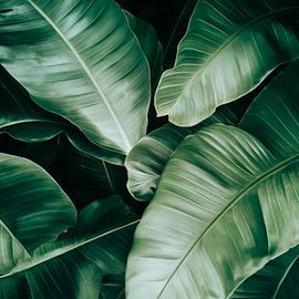 Tropicale Blätter von Poster Art Shop
