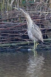 The bird that rarely shows itself.