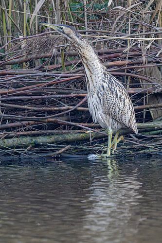 The bird that rarely shows itself. by Peter Bartelings