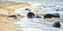 Meeuwen van Claudia Moeckel