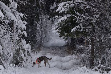 Husky in de sneeuw van Christer Andersson