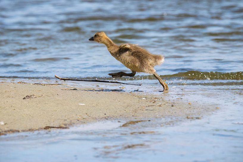 A race to mother's wings by Joke Beers-Blom