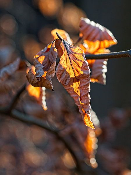 Autumn leaf by Rob Boon