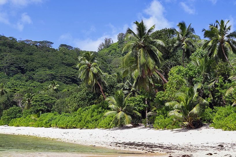 Palmen an tropischen Stränden  auf den Seychellen von MPfoto71