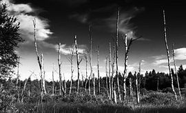 Birkensterben im Moor von Karin Luttmer