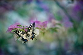 Photo of a butterfly, the swallowtail butterfly by Joriali Fine Art