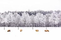 Schapen in een Hollands winterlandschap van Jessica Berendsen thumbnail