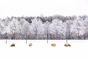Moutons dans la neige sur Jessica Berendsen