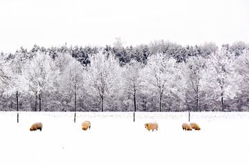 Schafe im Schnee von Jessica Berendsen