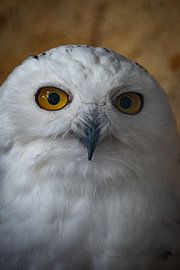 The Gaze of Wisdom by Bram de Water