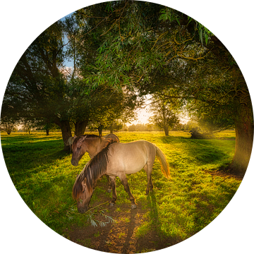 Konik paarden in de natuur met mooi licht van Bas Meelker