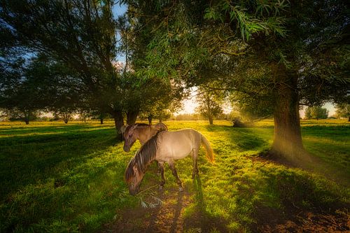 Les chevaux Konik dans la nature avec une belle lumière