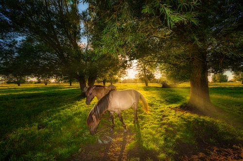 Konik paarden in de natuur met mooi licht