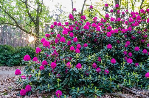 Rodondendron - Sallandse Heuvelrug