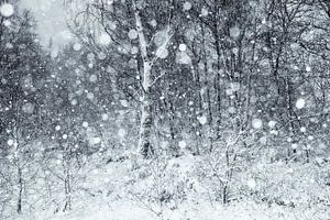 Sneeuwbui in de Hoge Venen van Marcel Ohlenforst