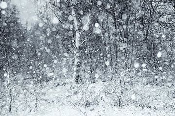 Sneeuwbui in de Hoge Venen sur Marcel Ohlenforst