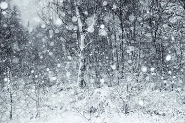 Sneeuwbui in de Hoge Venen