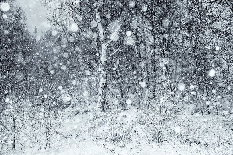 Schneeschauer im Hohen Venn von Marcel Ohlenforst