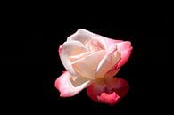Roze roos op zwarte achtergrond van W J Kok thumbnail