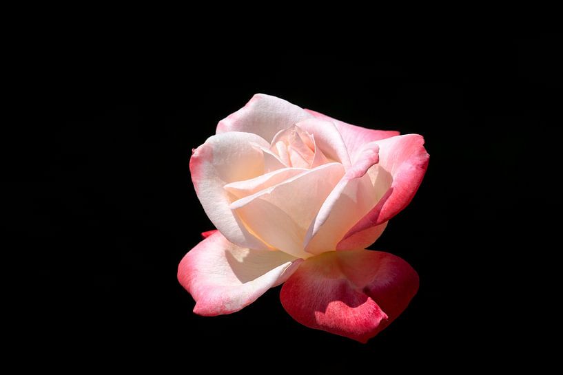 Rose rose sur fond noir par W J Kok