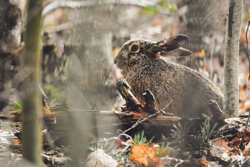 Hase im Herbstlaub von Kelly Kutterik Photography