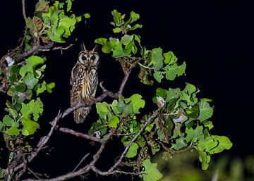 Striped Owl in the night by Lennart Verheuvel