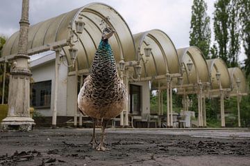 Abandoned tropical pool with a peacock in the foreground. by Het Onbekende